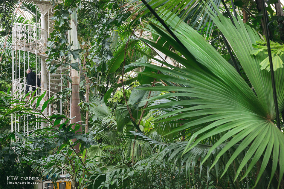The Palm House