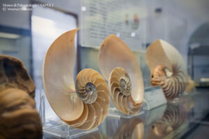 museo34